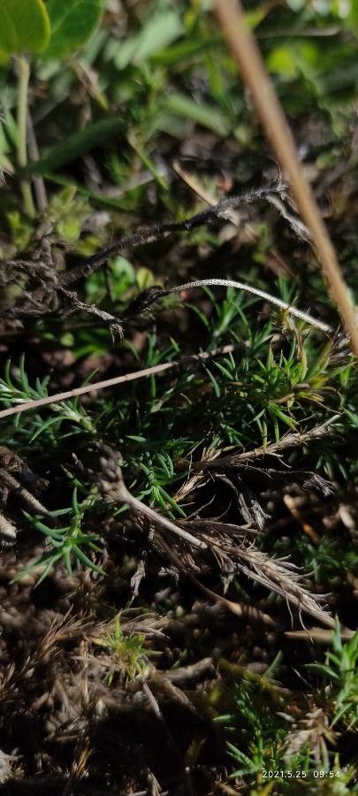 Polycnemum arvense — houseplant care guide