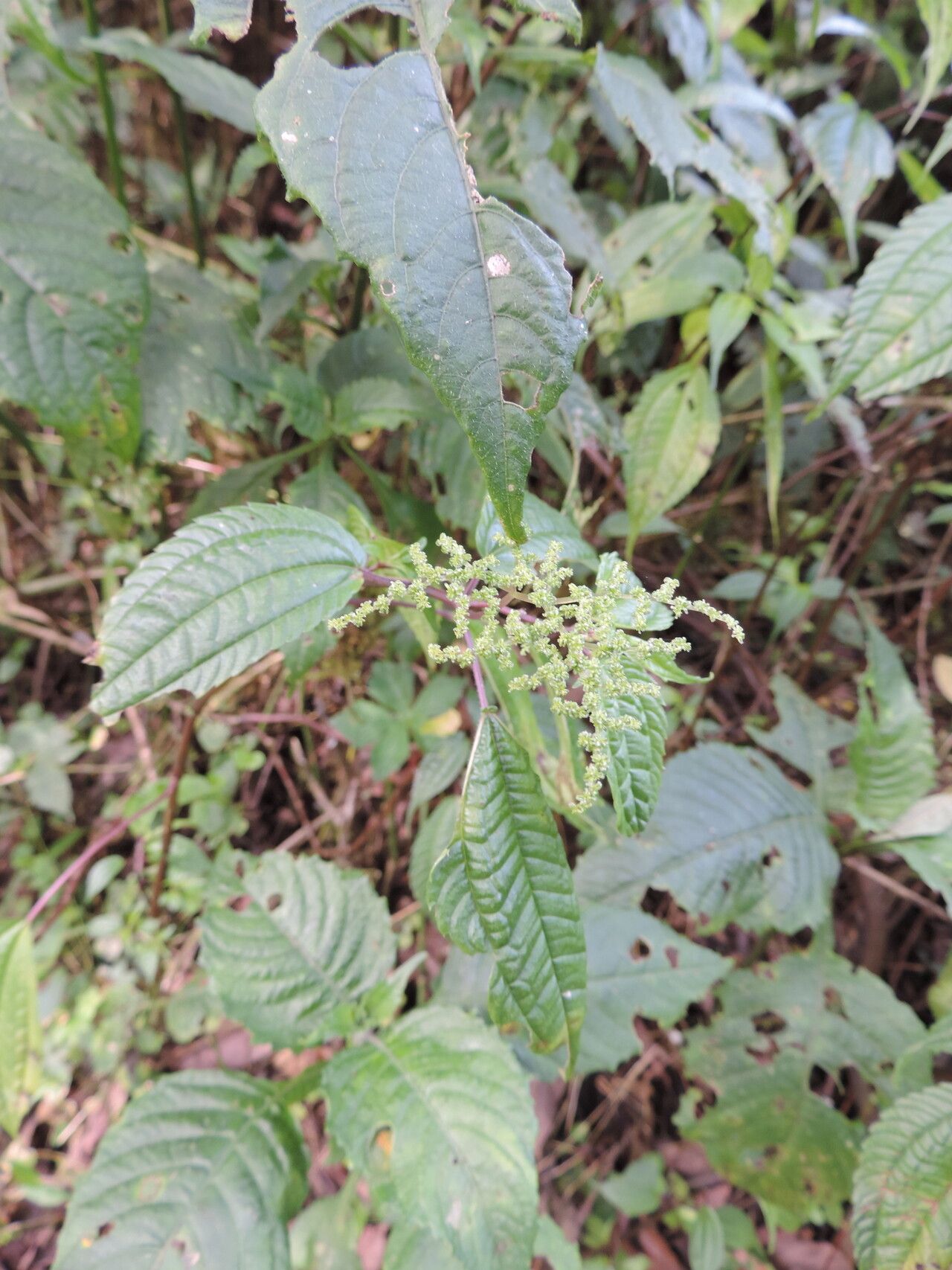 Pilea bambuseti flower
