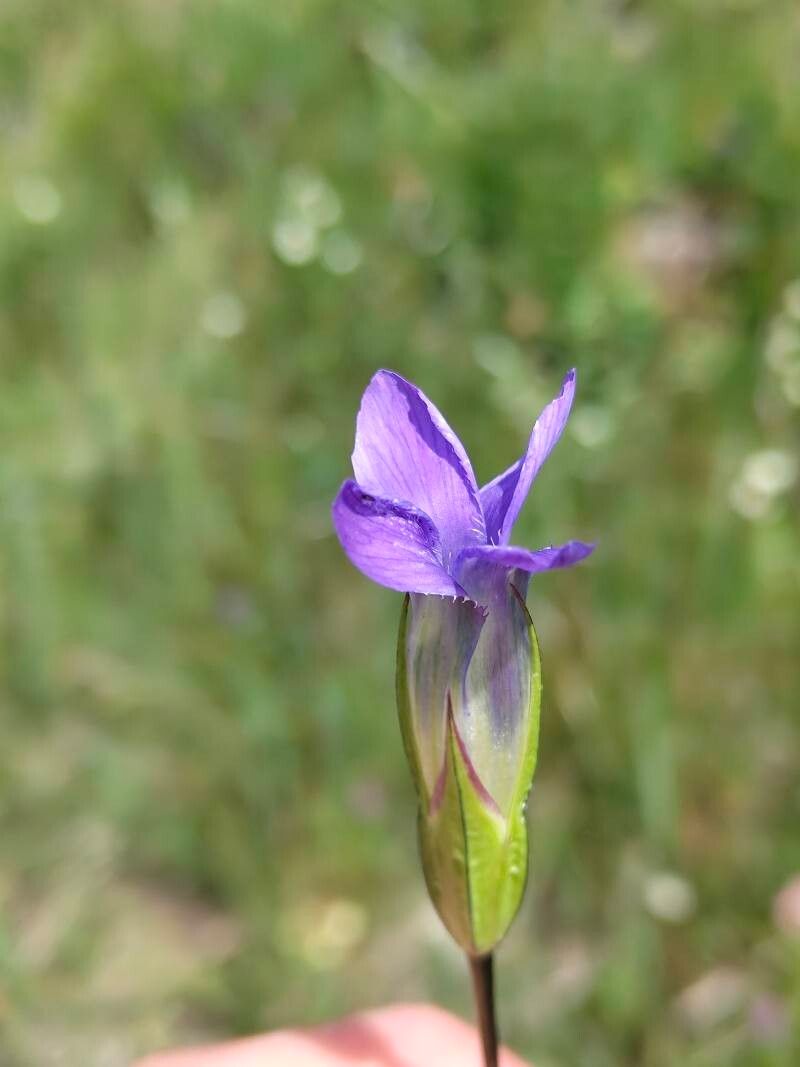 Gentianopsis barbata flower