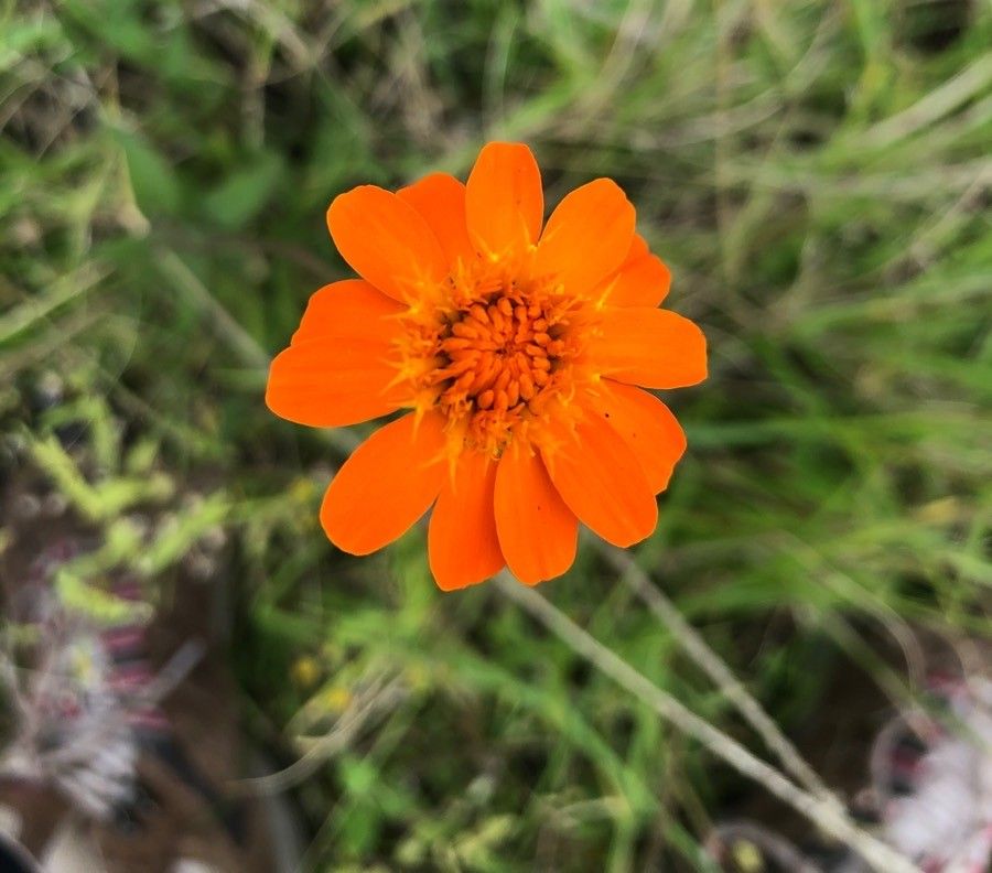 Dyssodia montana — related species from the same genus