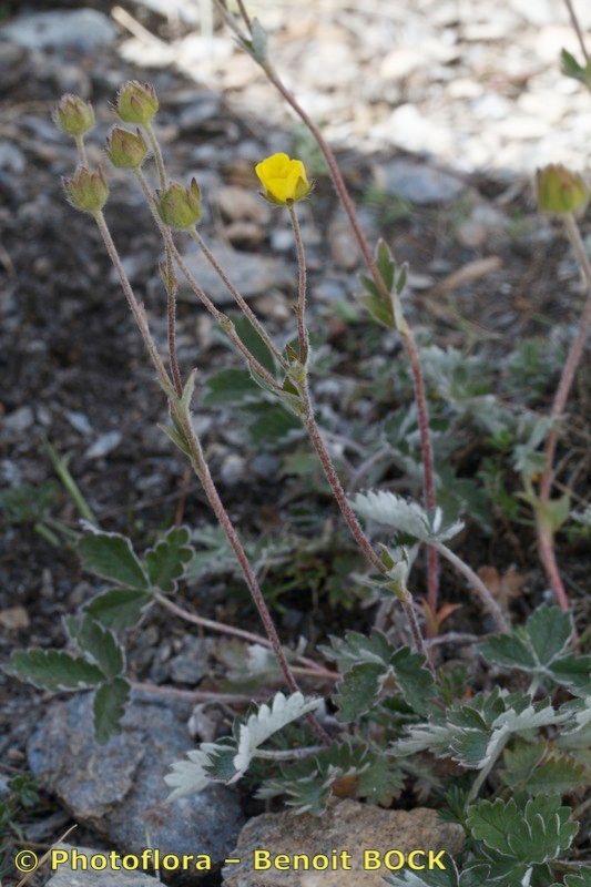 Potentilla nivea habit