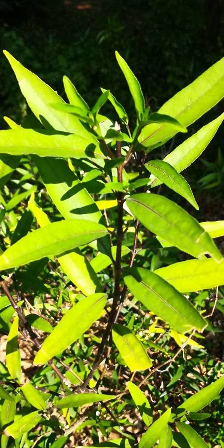 Justicia gendarussa leaf