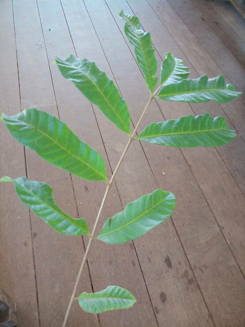 Tapirira obtusa leaf
