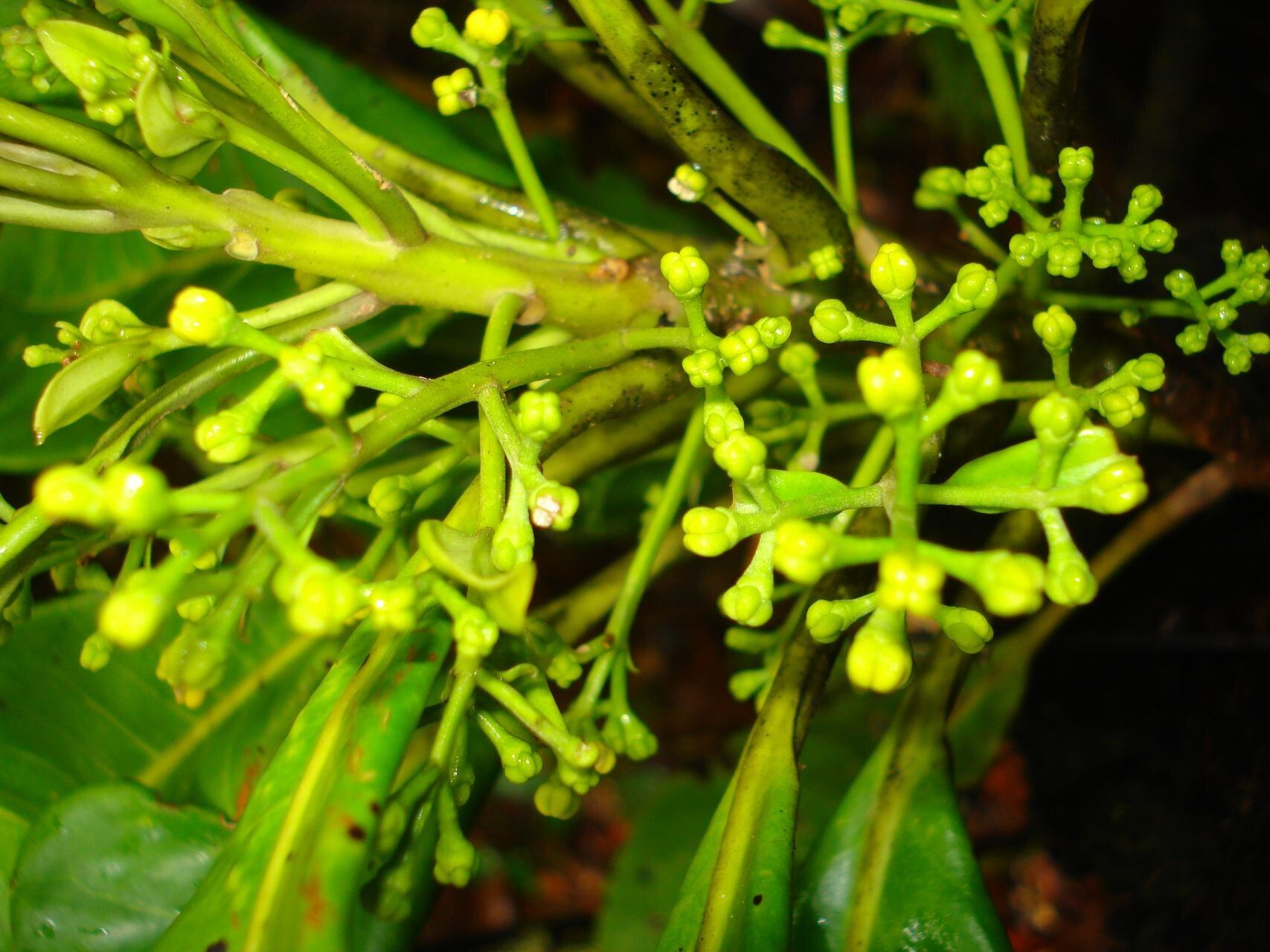 Chionanthus pedunculatus bark