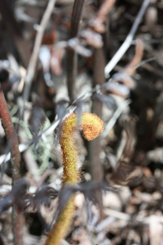 Pellaea quadripinnata leaf