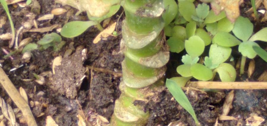 Bryophyllum daigremontianum bark
