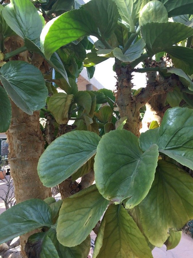 Cyphostemma currorii — search result for 'Angola'