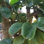 Cyphostemma currorii