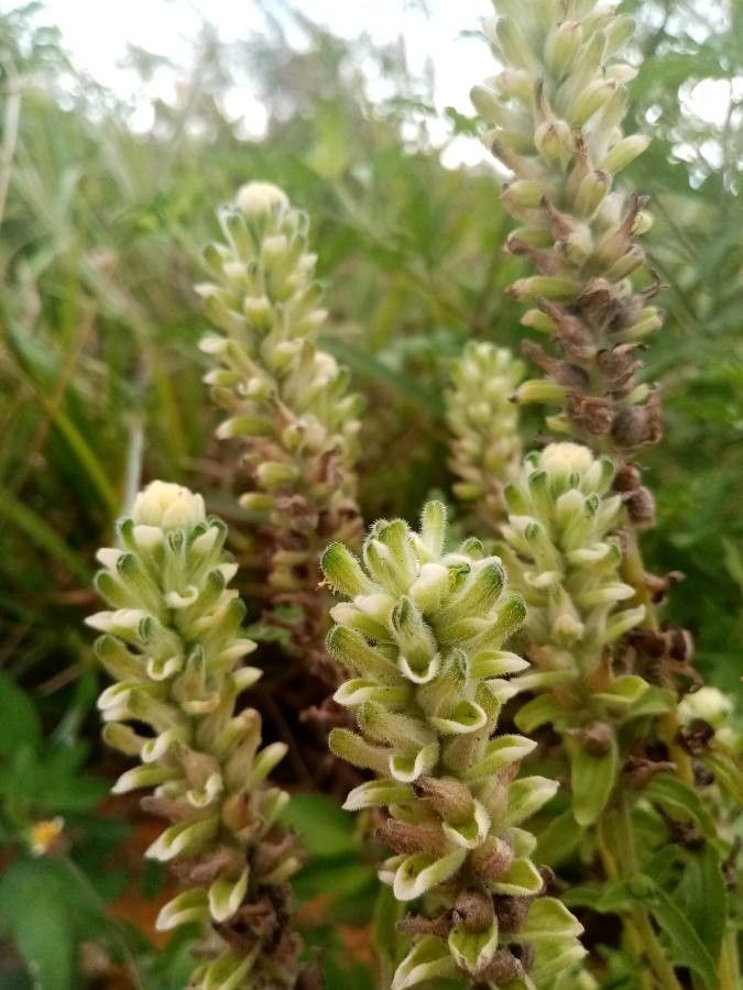 Castilleja mollis — search result for 'Castilleja'