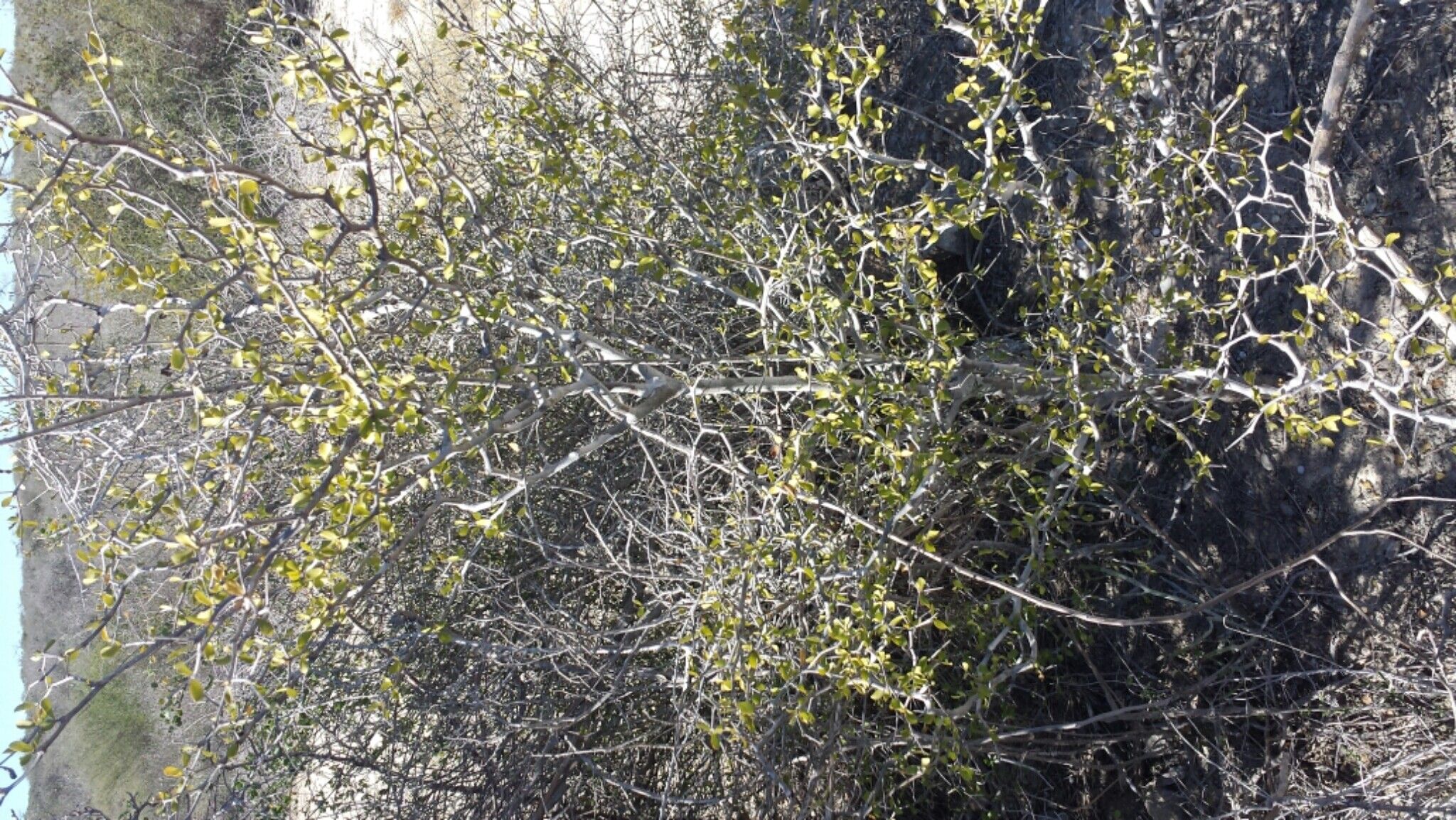 Terminalia divaricata habit