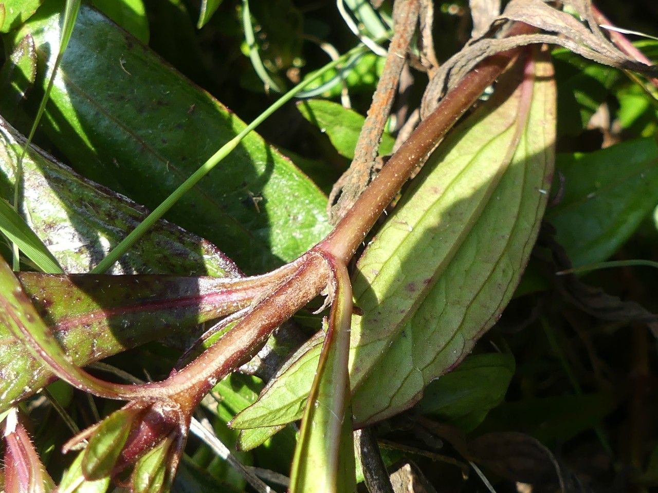 Ayapana triplinervis bark