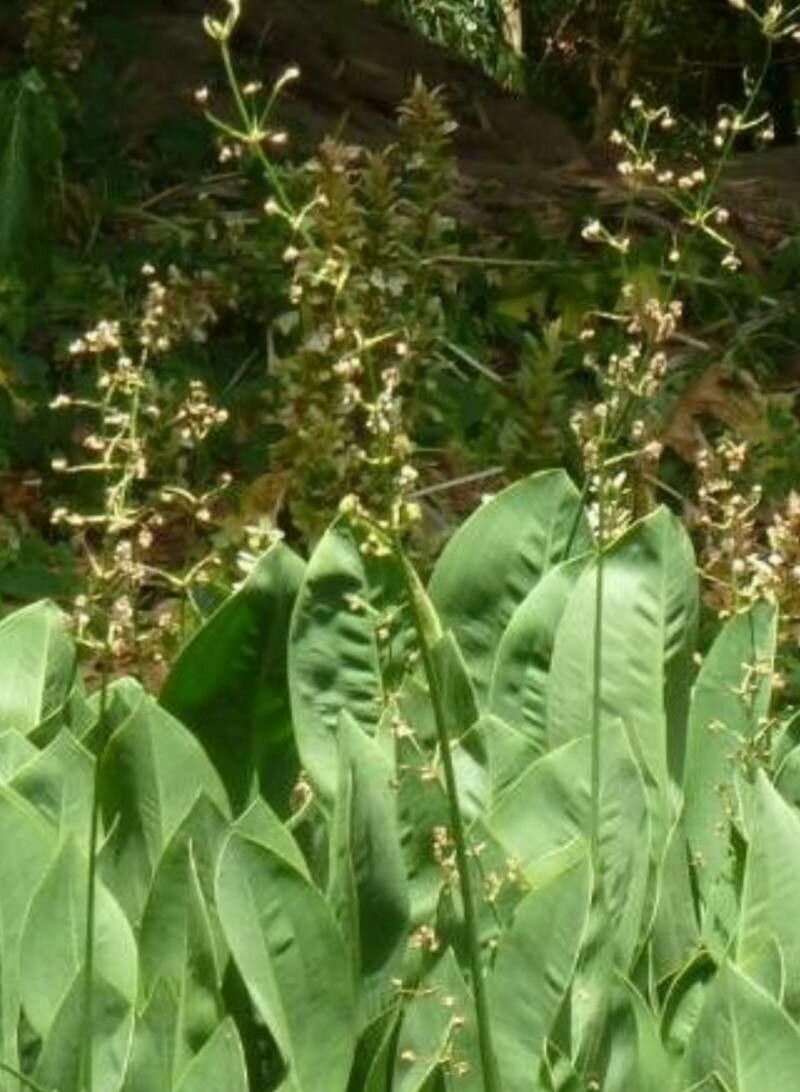 Sagittaria lancifolia leaf