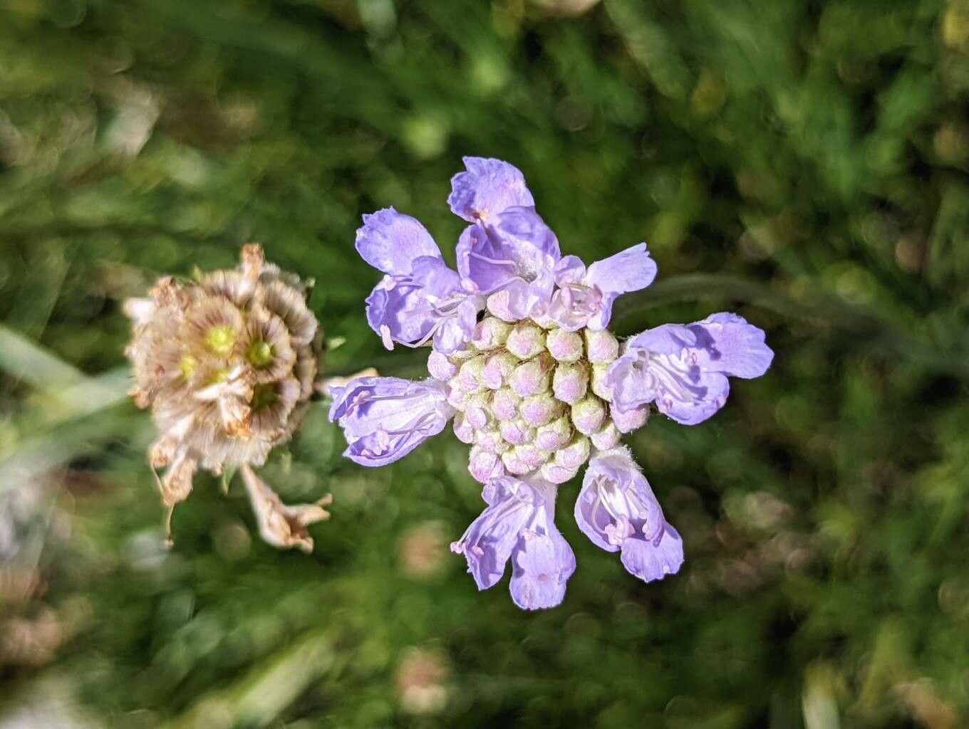 Scabiosa graminifolia flower