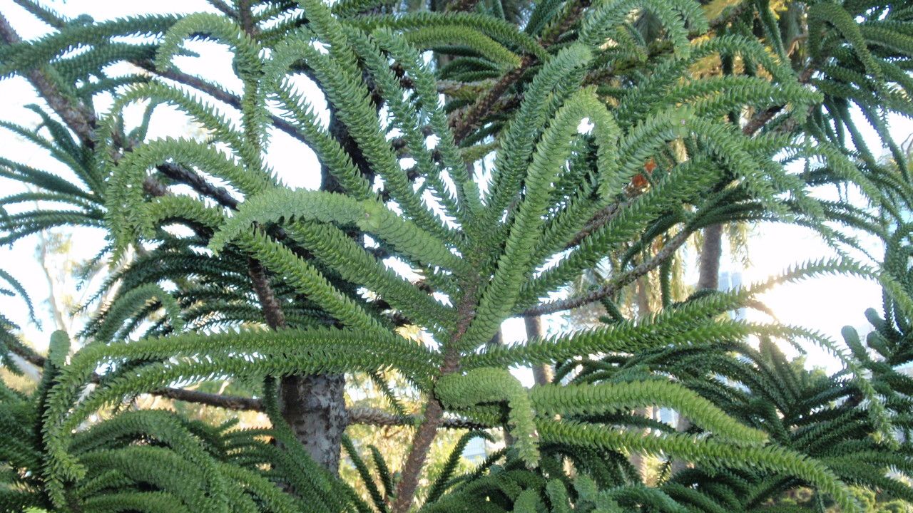 Araucaria montana leaf