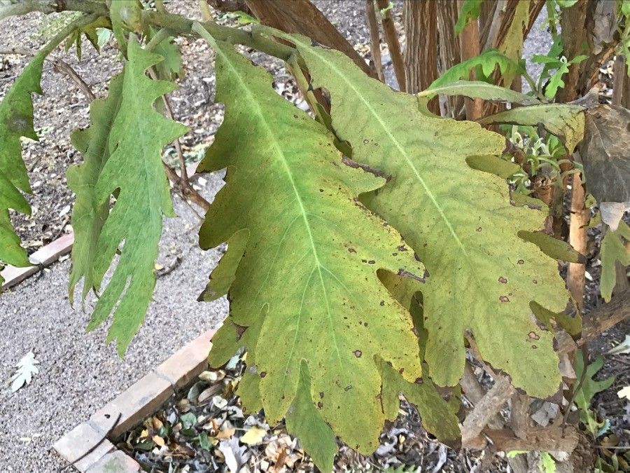 Bocconia frutescens leaf