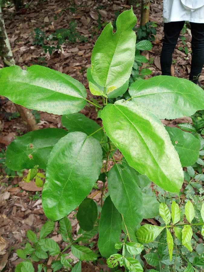 Ficus exasperata — search result for 'Angola'