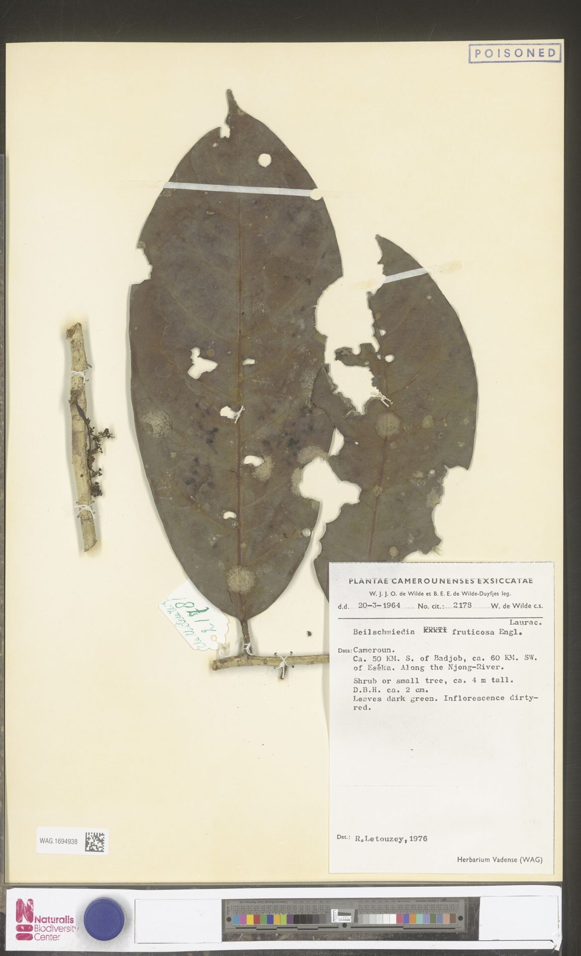 Beilschmiedia fruticosa — houseplant care guide
