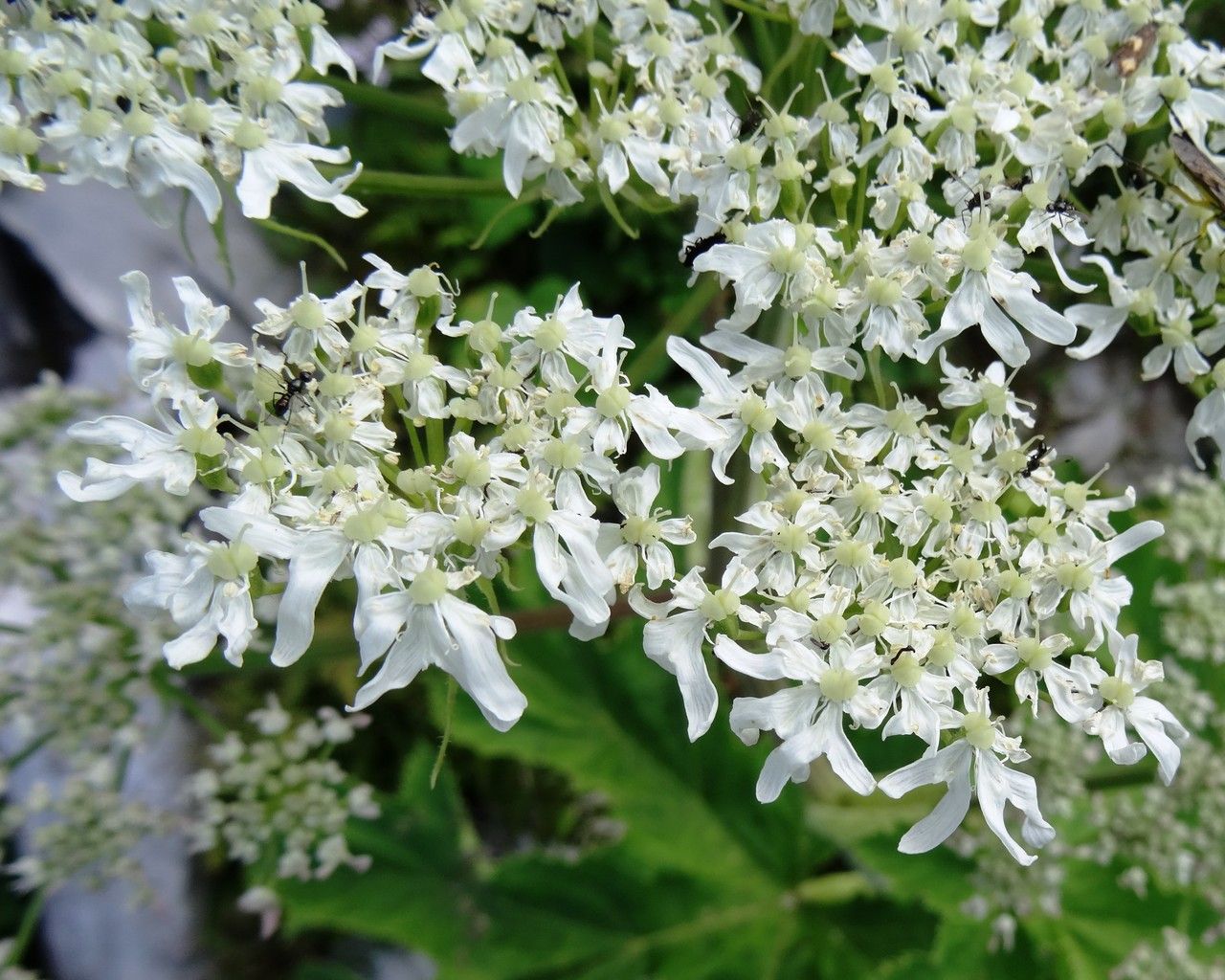 Heracleum pyrenaicum flower