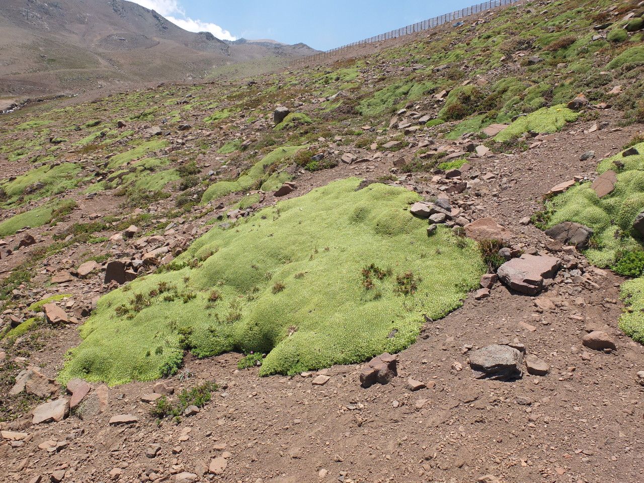 Azorella ruizii leaf