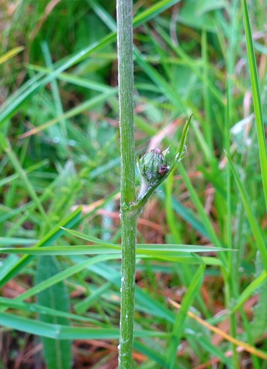 Cirsium dissectum bark