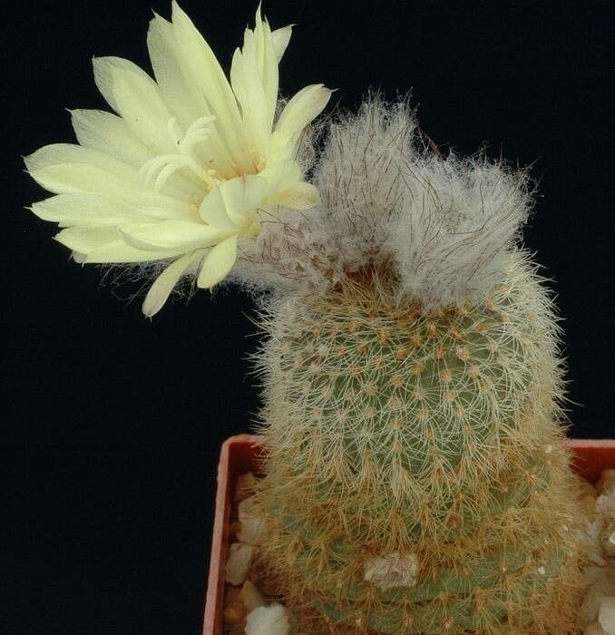 Frailea pygmaea habit