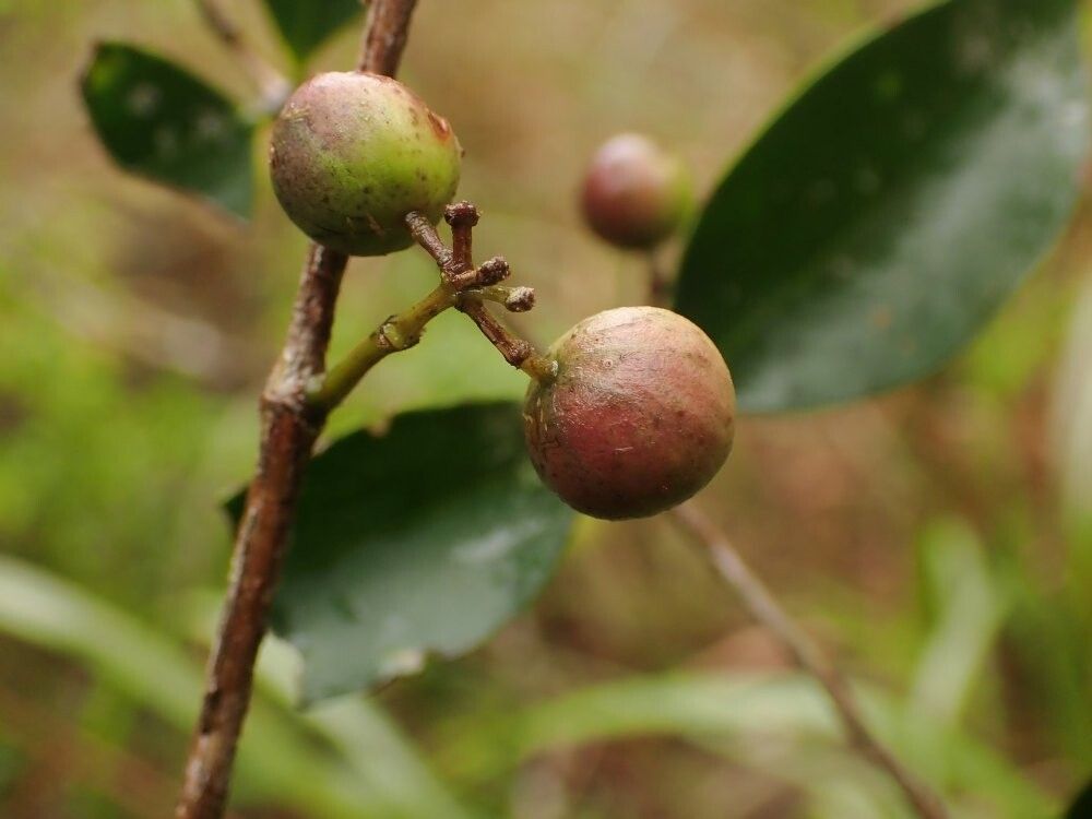 Memecylon collinum — search result for 'Memecylon'