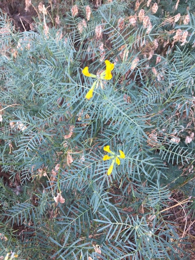 Hippocrepis balearica flower