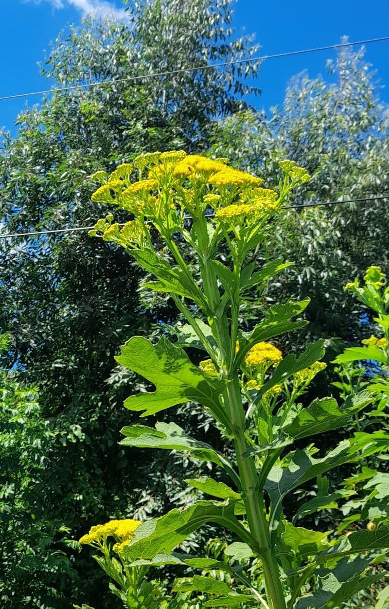 Verbesina suncho flower