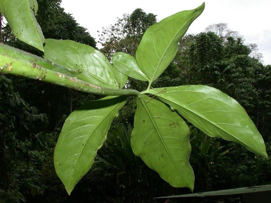 Syngonium macrophyllum leaf