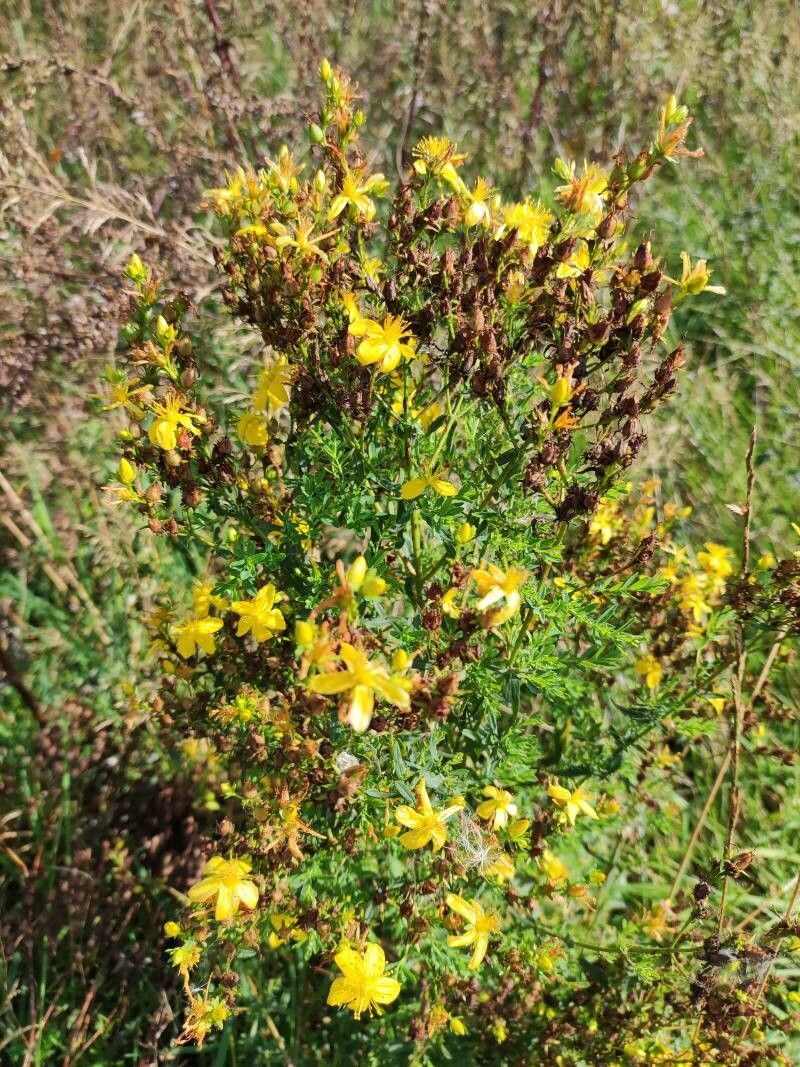 Hypericum annulatum flower