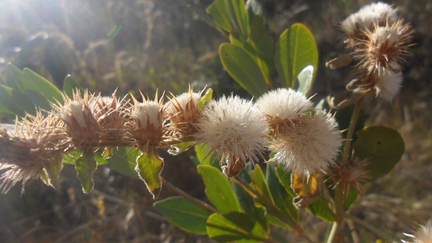 Lepidaploa aurea flower