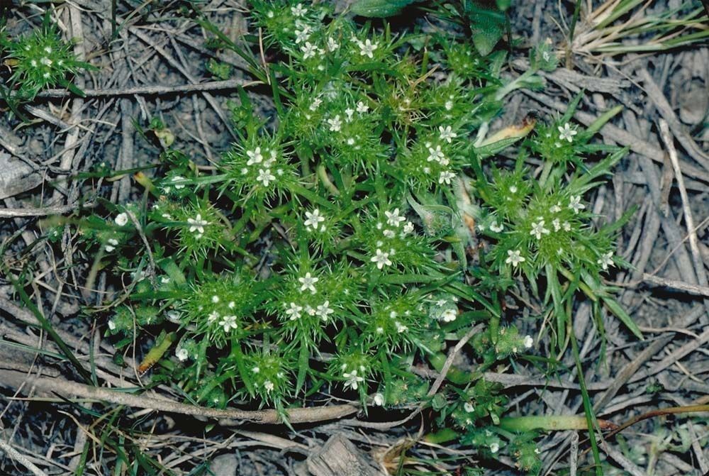 Navarretia leucocephala habit