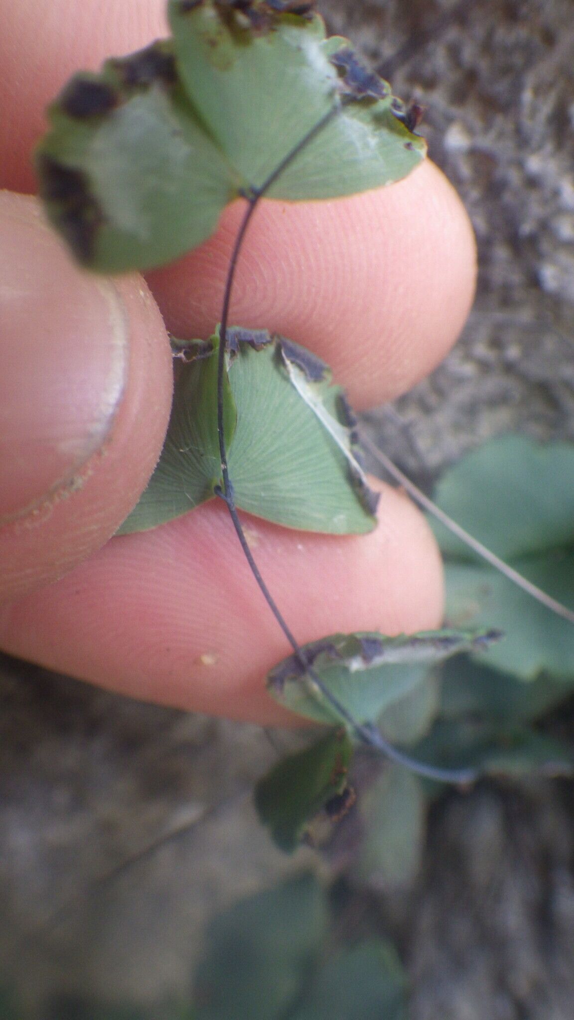 Adiantum papilio leaf