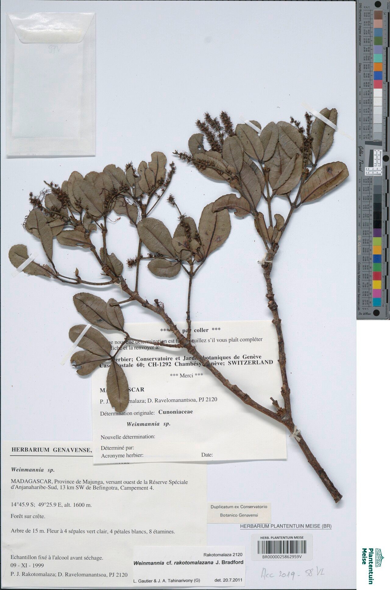 Pterophylla rakotomalazana — houseplant care guide