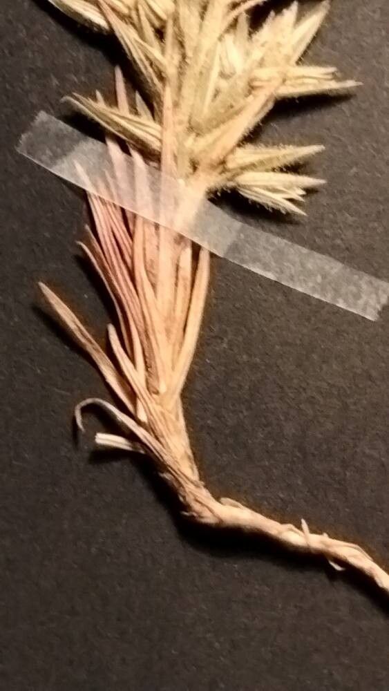 Minuartia meyeri — houseplant care guide