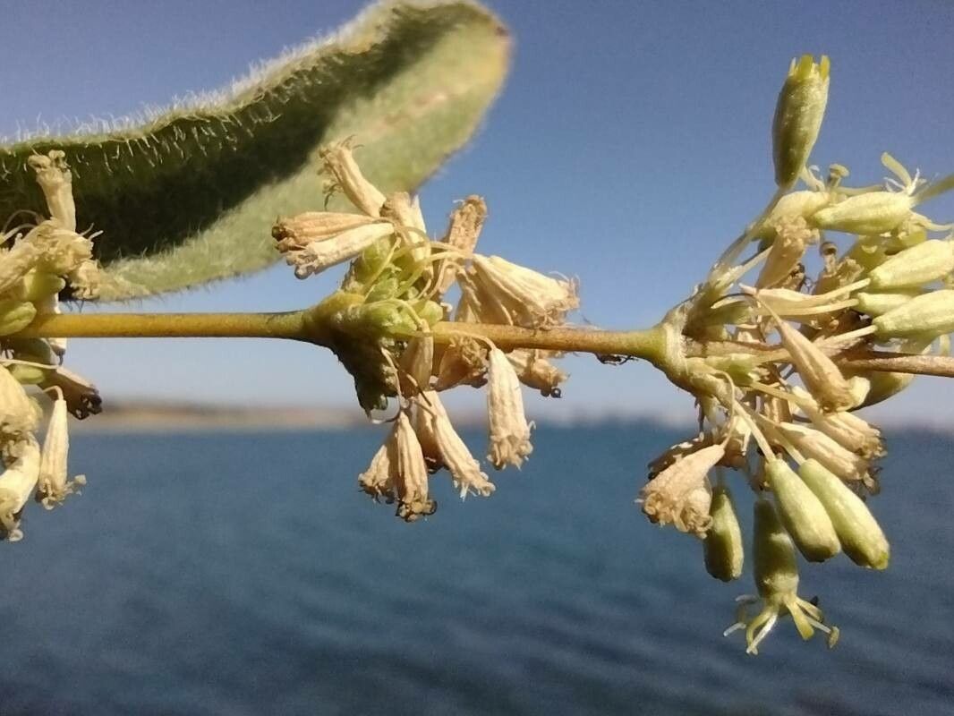 Silene exaltata bark