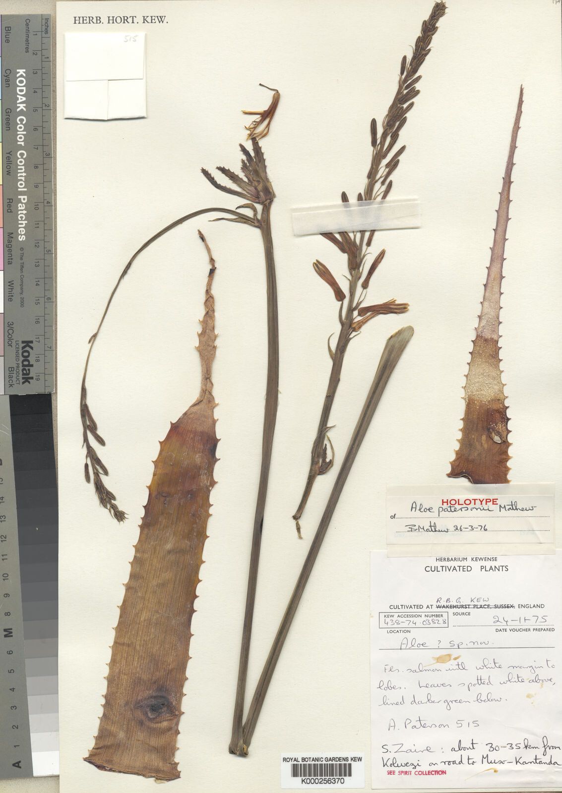 Aloe patersonii — houseplant care guide