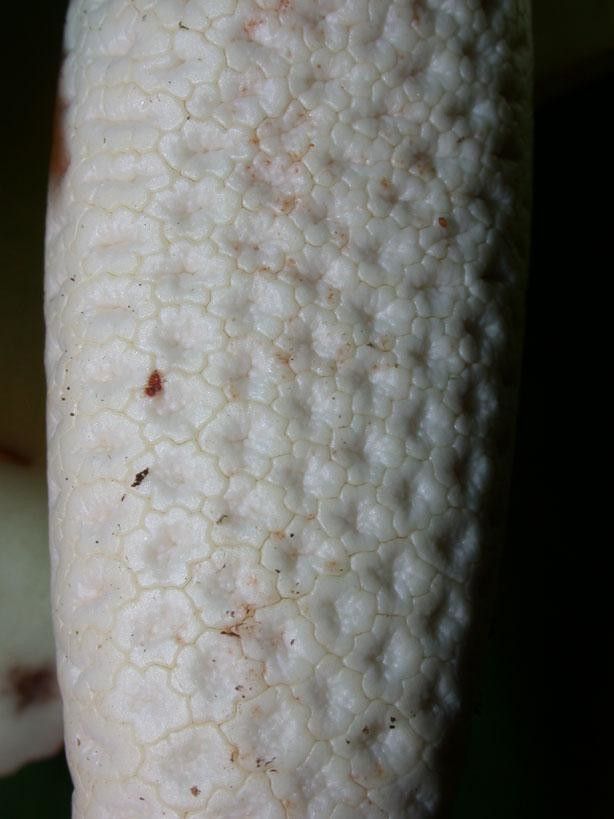 Syngonium macrophyllum bark