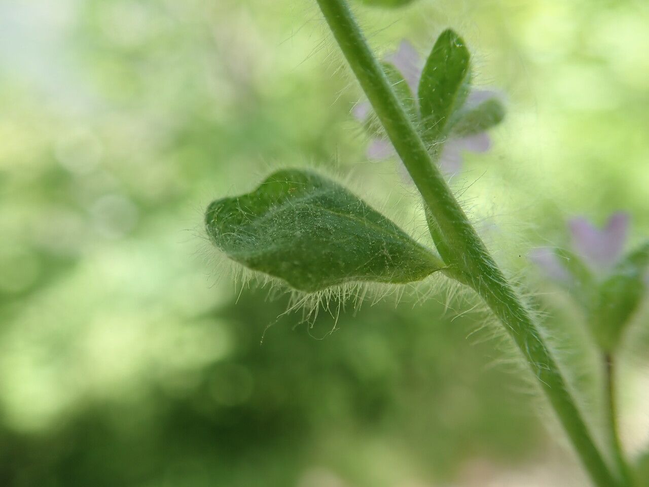 Erinus alpinus — search result for 'Plantaginaceae'