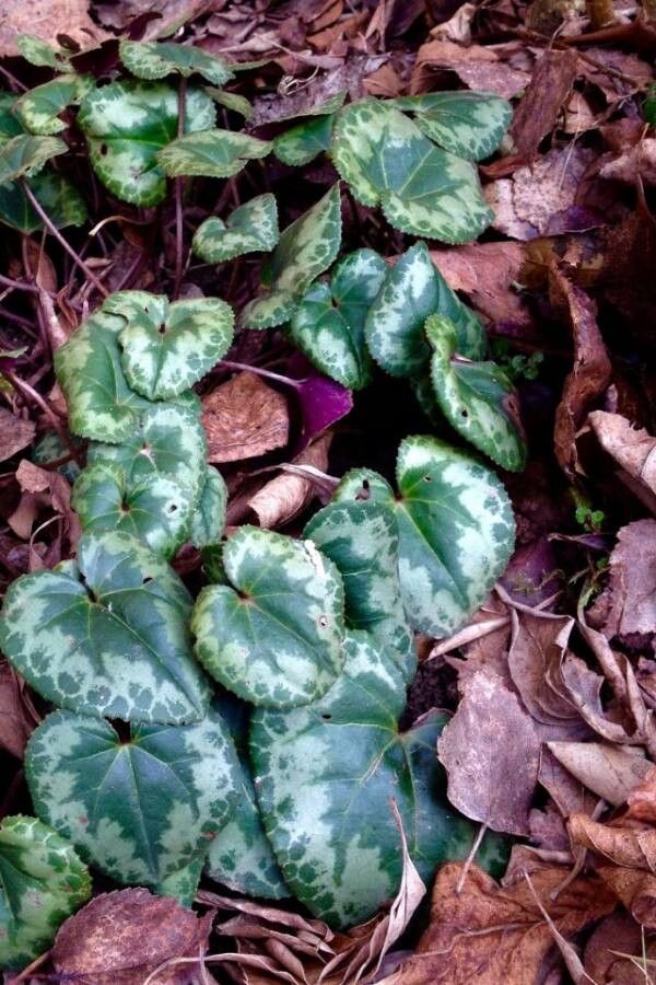 Cyclamen purpurascens — search result for 'Italy'