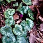 Cyclamen purpurascens