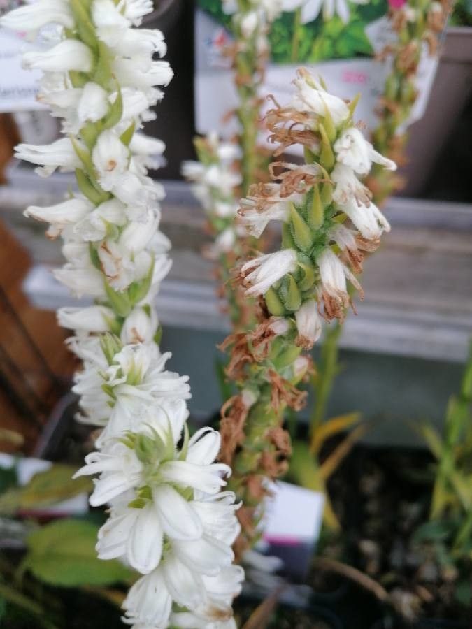 Spiranthes cernua flower