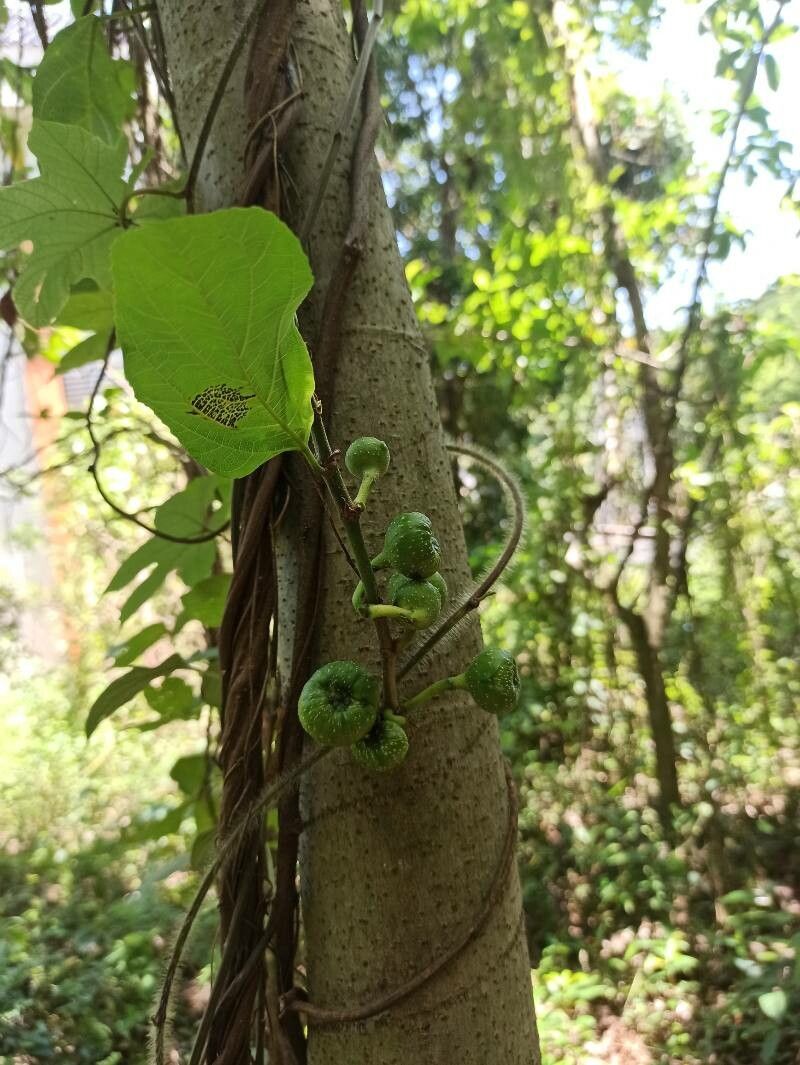 Ficus lateriflora fruit