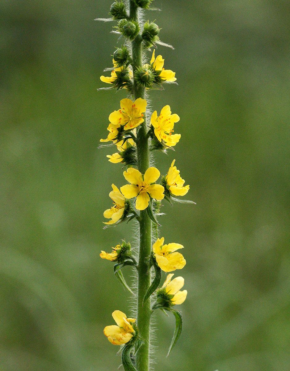 Agrimonia bracteata flower