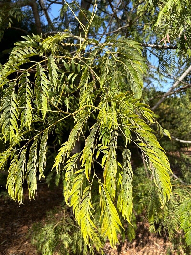 Acacia elata leaf