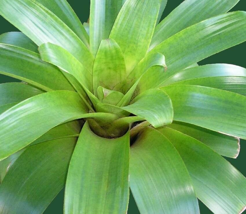 Alcantarea brasiliana — related species from the same genus