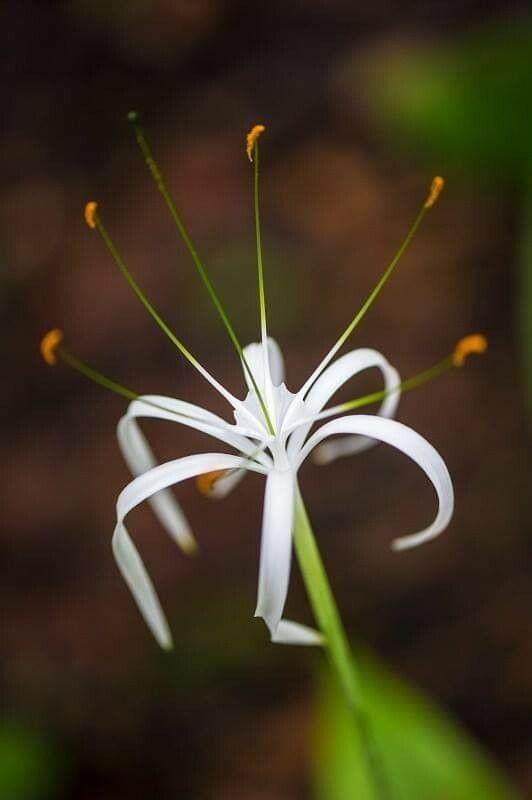 Hymenocallis speciosa flower