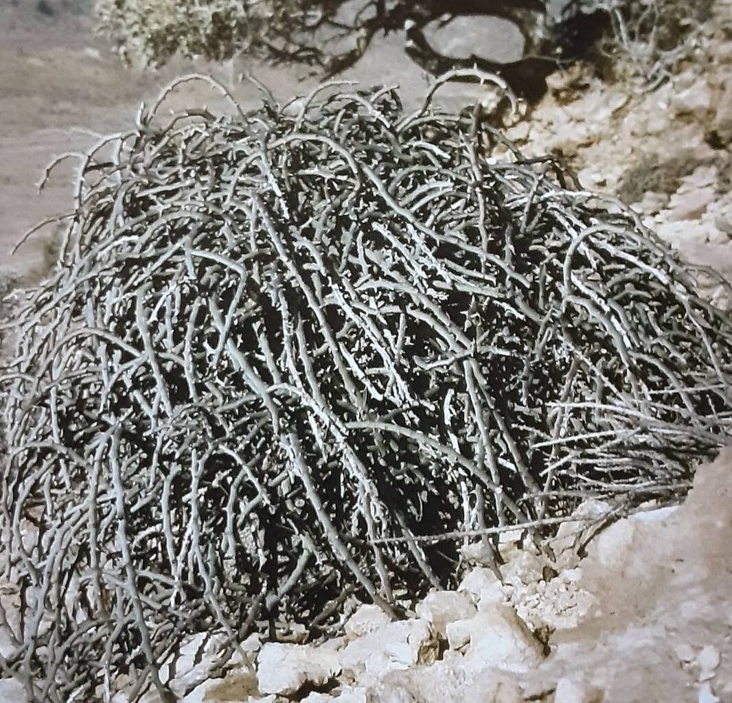 Adenia ballyi — related species from the same genus