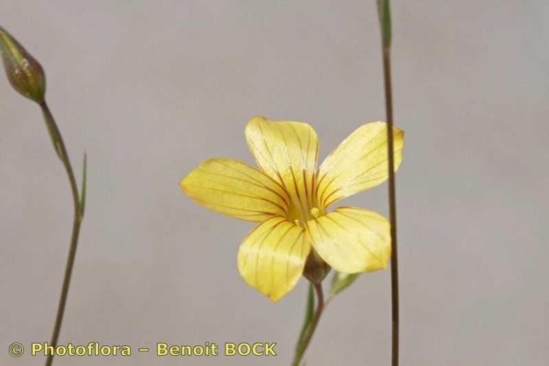 Linum setaceum other