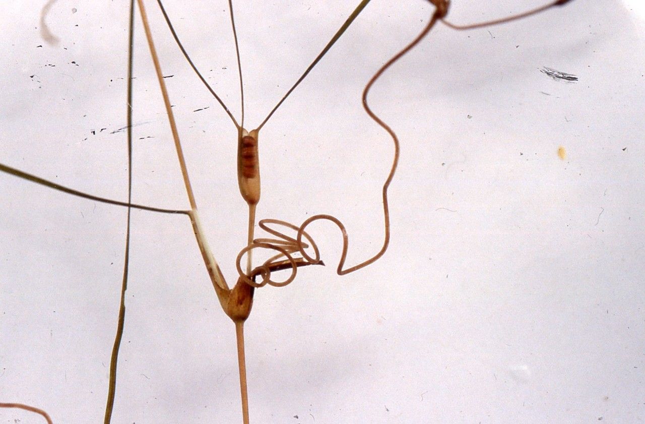 Ruppia maritima fruit